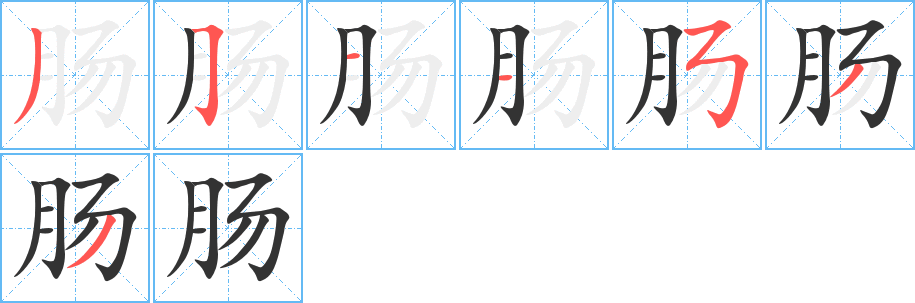 肠的笔顺