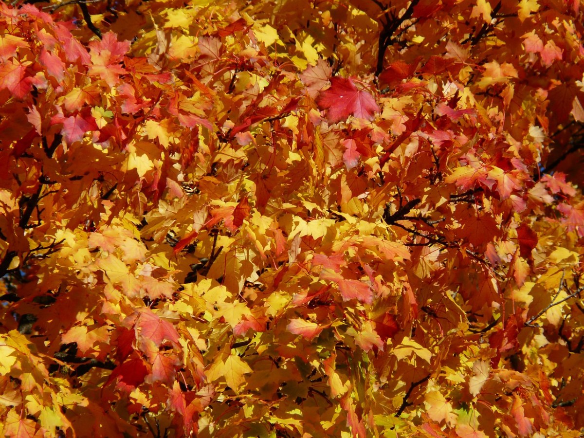 描写秋天颜色的优美段落