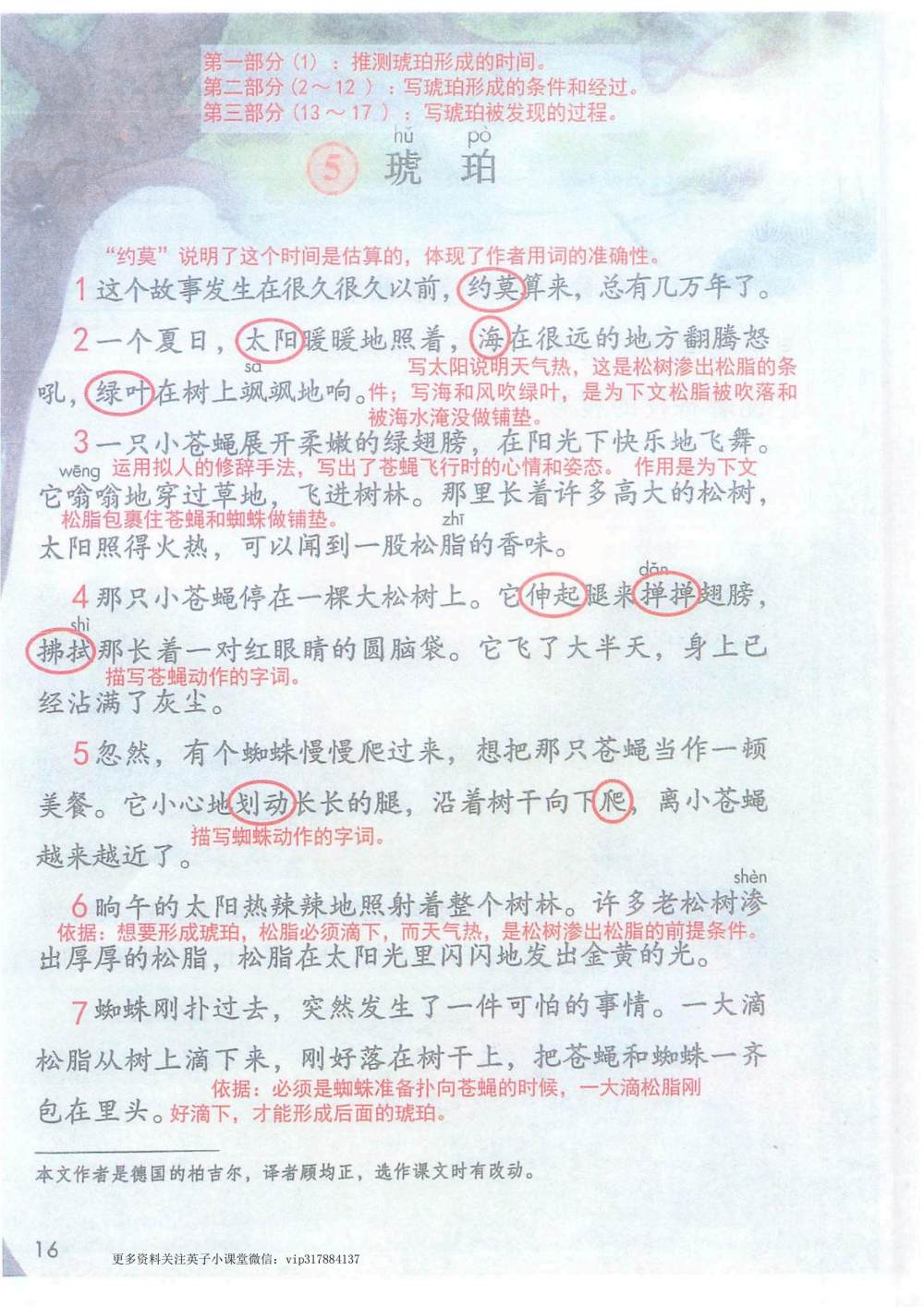 《琥珀》课堂笔记