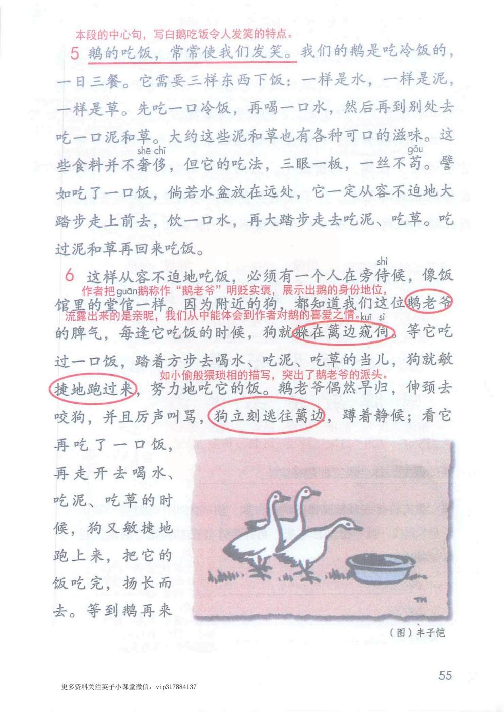 《白鹅》课堂笔记