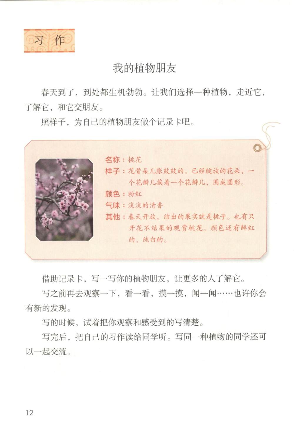 习作：我的植物朋友