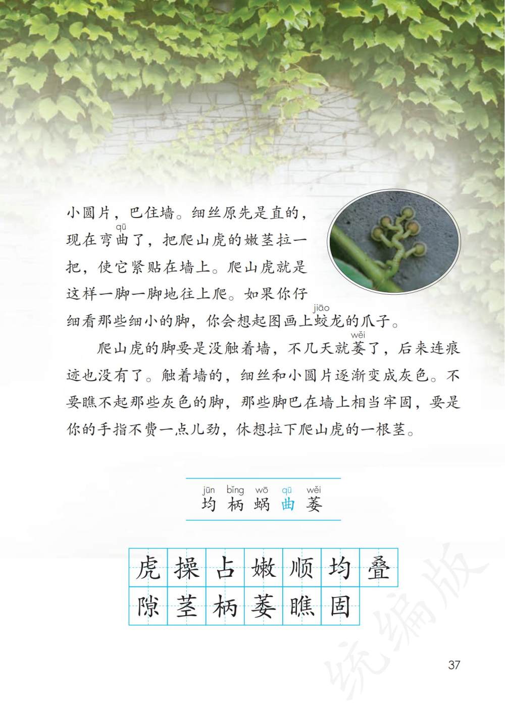 《爬山虎的脚》课文